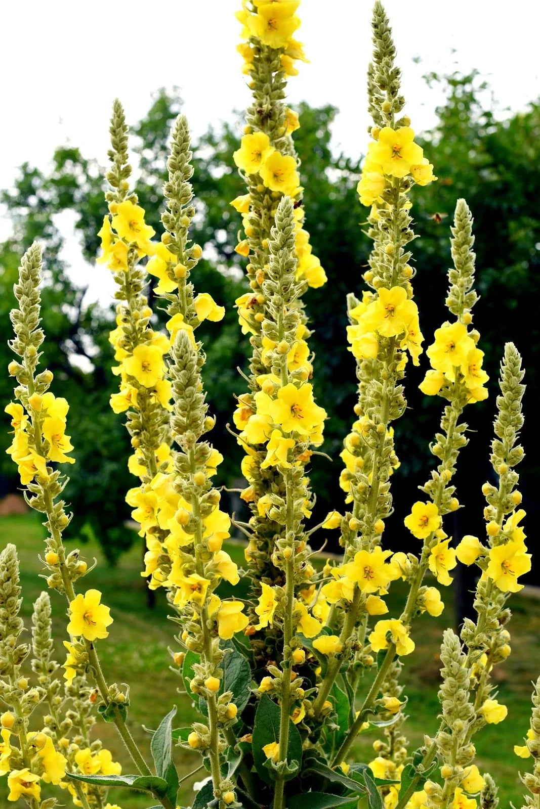 Great Mullein Seeds - 50 Heirloom Non-GMO Verbascum thapsus for Wildflower Gardens and Borders