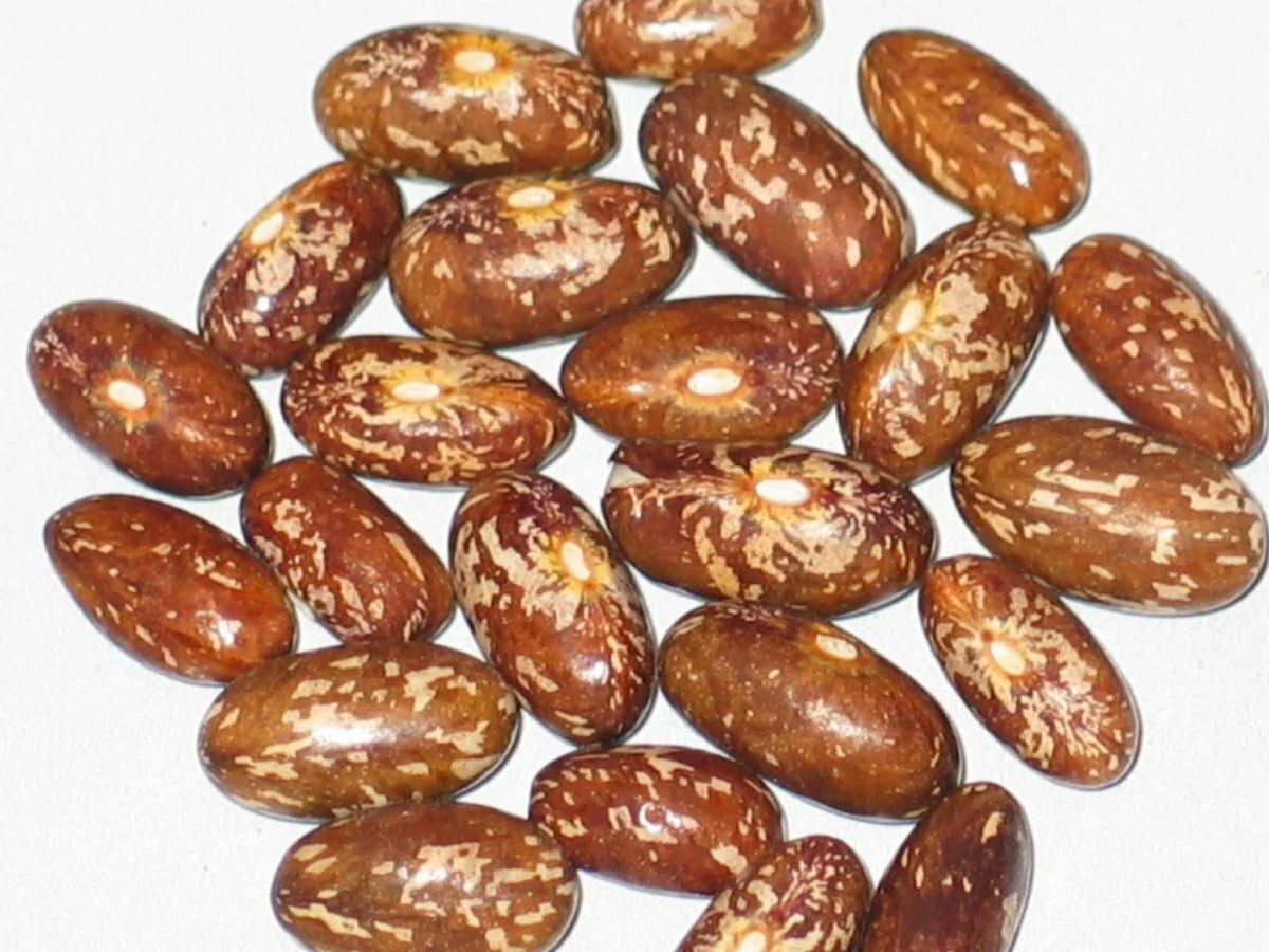 Topcrop Bush Bean Seeds 250+ Phaseolus vulgaris Heirloom Vegetable Seeds for Home Gardening