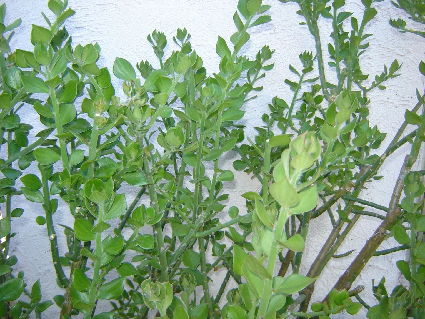 Pereskiopsis diguetii Grafting Stock Cuttings – 5"-6" Cactus Grafting Variety for Propagation