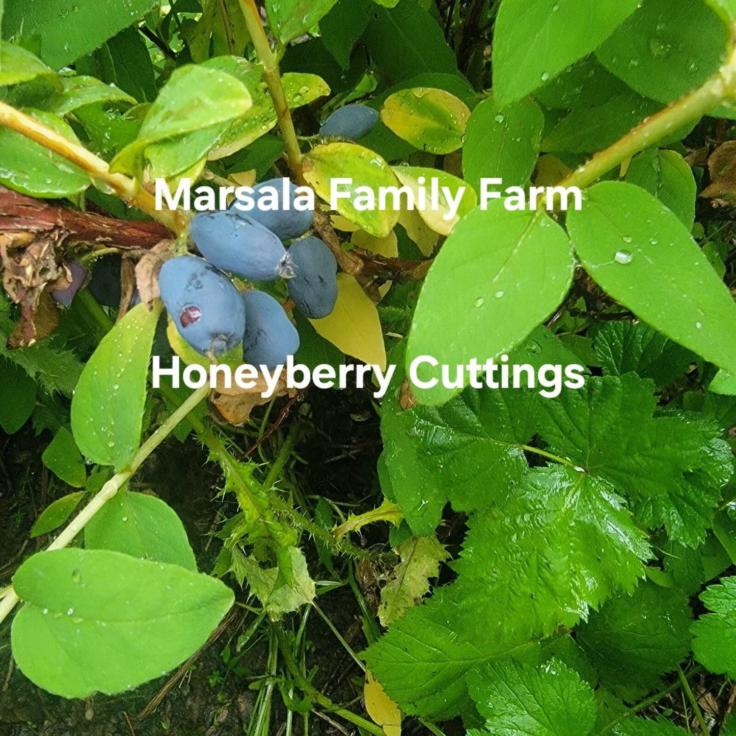Honeyberry Cuttings 8 pcs 4-8" Lonicera caerulea Giant Berry Blue Boreal Blue Moose for Garden Planting