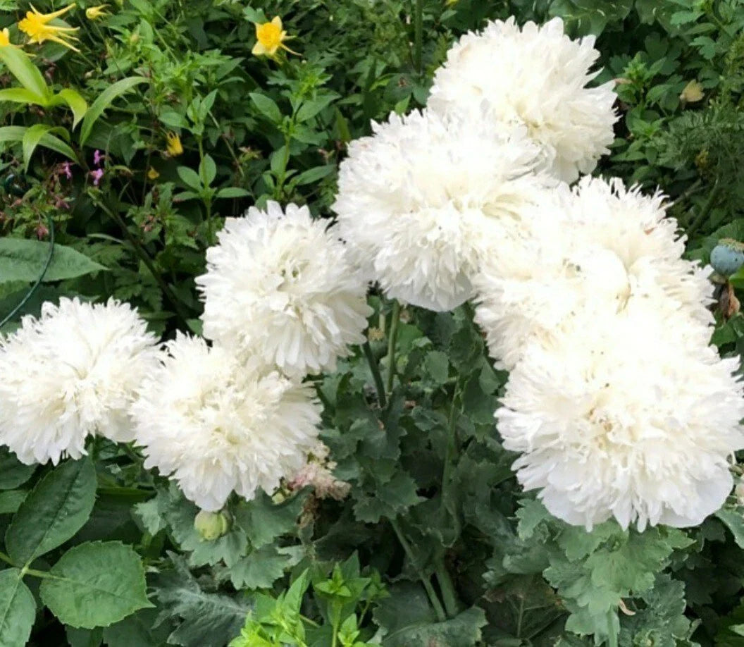 White Cloud Peony Poppy Flower Seeds - 50 Pack, Papaver paeoniflorum, Garden, Cut Flowers, Pollinator Attractant