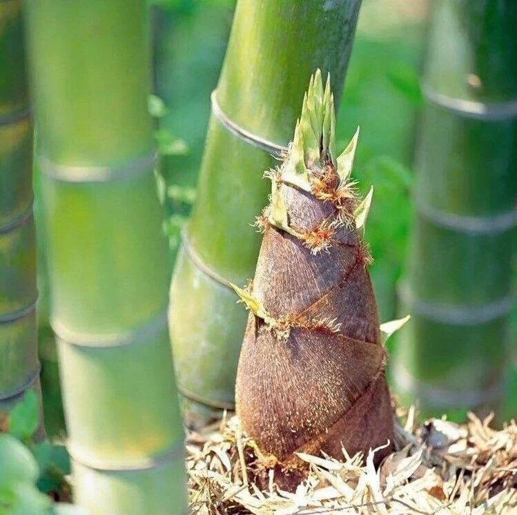 Giant Moso Bamboo Seeds 50 Pack - Edible Phyllostachys edulis for Landscaping & Privacy Screens
