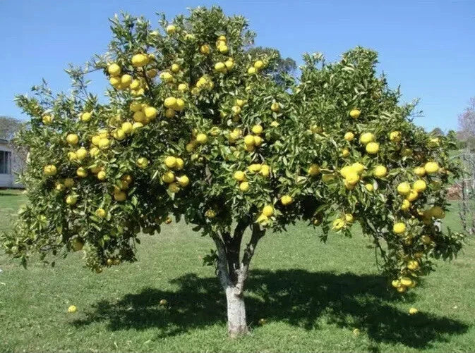 White Grape Fruit Tree Seedling - 7-8 Inch Live Citrus paradisi Grapefruit Variety - 2 Pack