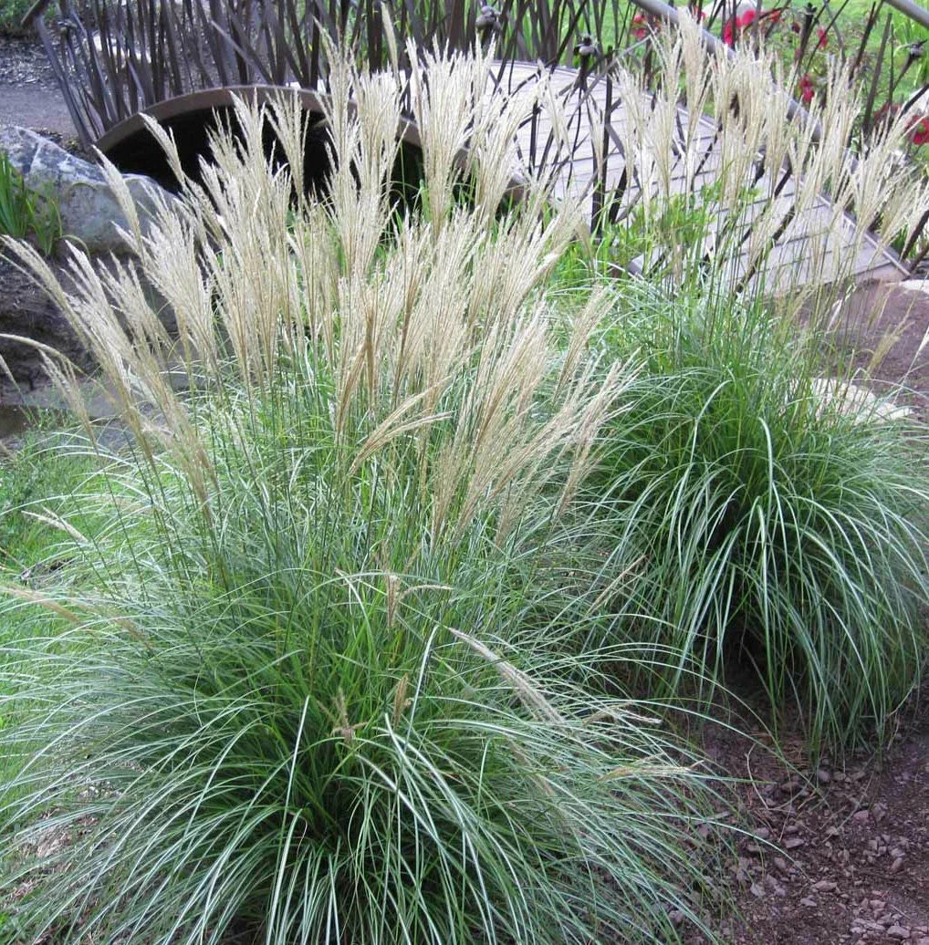 Large Live Adagio Maiden Grass Plant Clump - Fully Rooted Miscanthus sinensis 'Adagio'