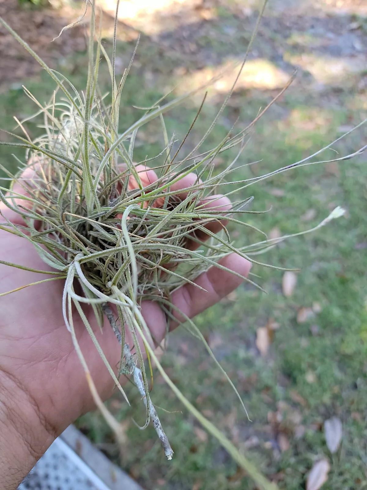 Large Live Florida Tillandsia Air Plant Cluster – Organic Ball Moss for Terrariums & Decor