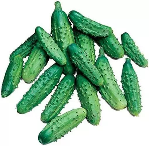 Parisian Gherkin Cucumber Seeds - 20 Seeds, Compact Growth, Delicious Flavor, Cucumis sativus, Perfect for Pickling & Salads