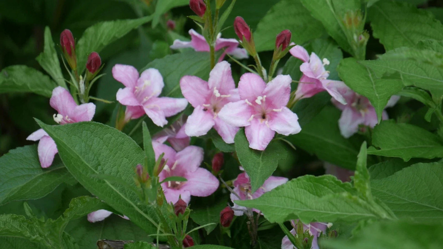 Four O'Clocks Seeds, Mirabilis jalapa, Colorful Annual Flowers for Garden, 25 Seeds