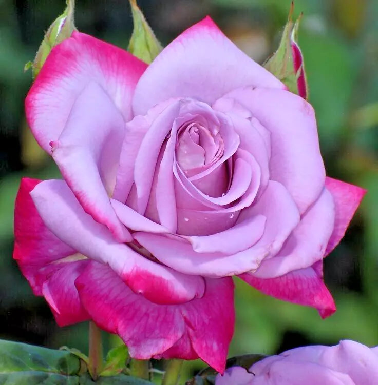 Rose Bush Live Plant – Purple Lavender Red Edges Rosa hybrida 'Paradise' 1-2 ft, Disease-Resistant, Continual Blooming