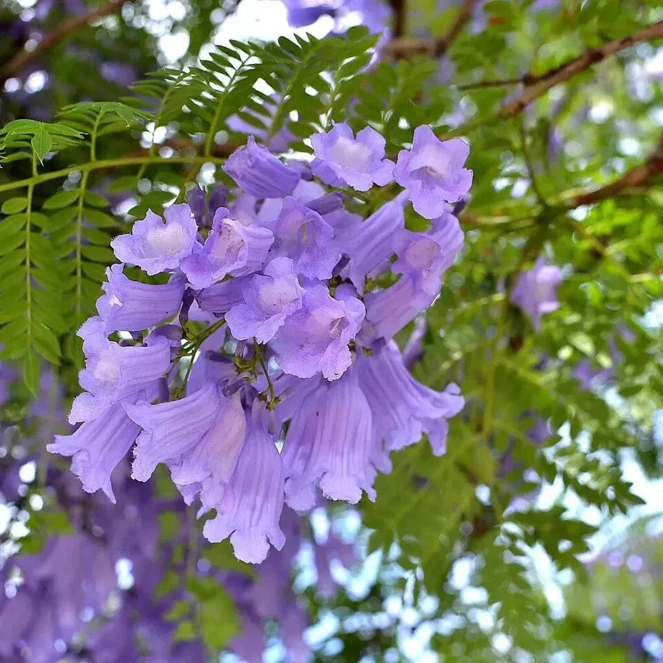 Jacaranda Seeds 50 Count - Mimosifolia Purple Flowering Tree USA Seller 2024