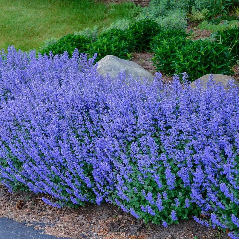 Catnip Seeds - 200+ Non-GMO Heirloom Perennial Herb Nepeta cataria