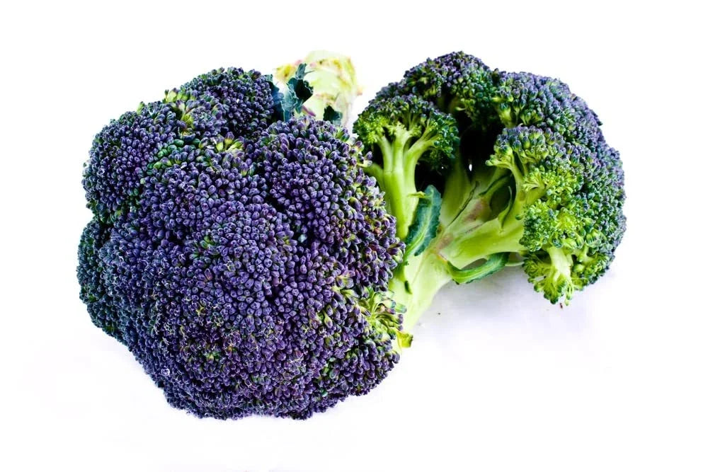 Burgundy Broccoli Seeds 25 Pack - Heirloom Brassica oleracea Var. italica for Home Garden