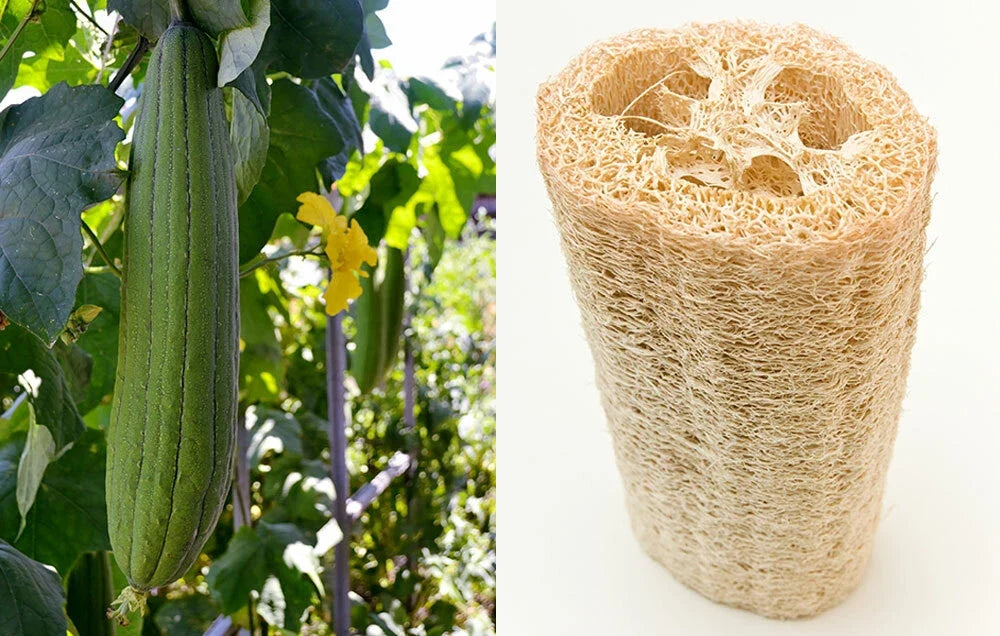 Loofah Sponge Seeds - Pack of 10-100 - Gourd Loofah Dishcloth - Luffa aegyptiaca Heirloom Gourd Seeds