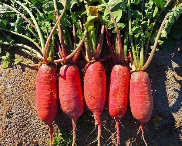 China Rose Radish Seeds – Organic Non-GMO Heirloom Raphanus sativus, Pack of 200+ for Garden Planting