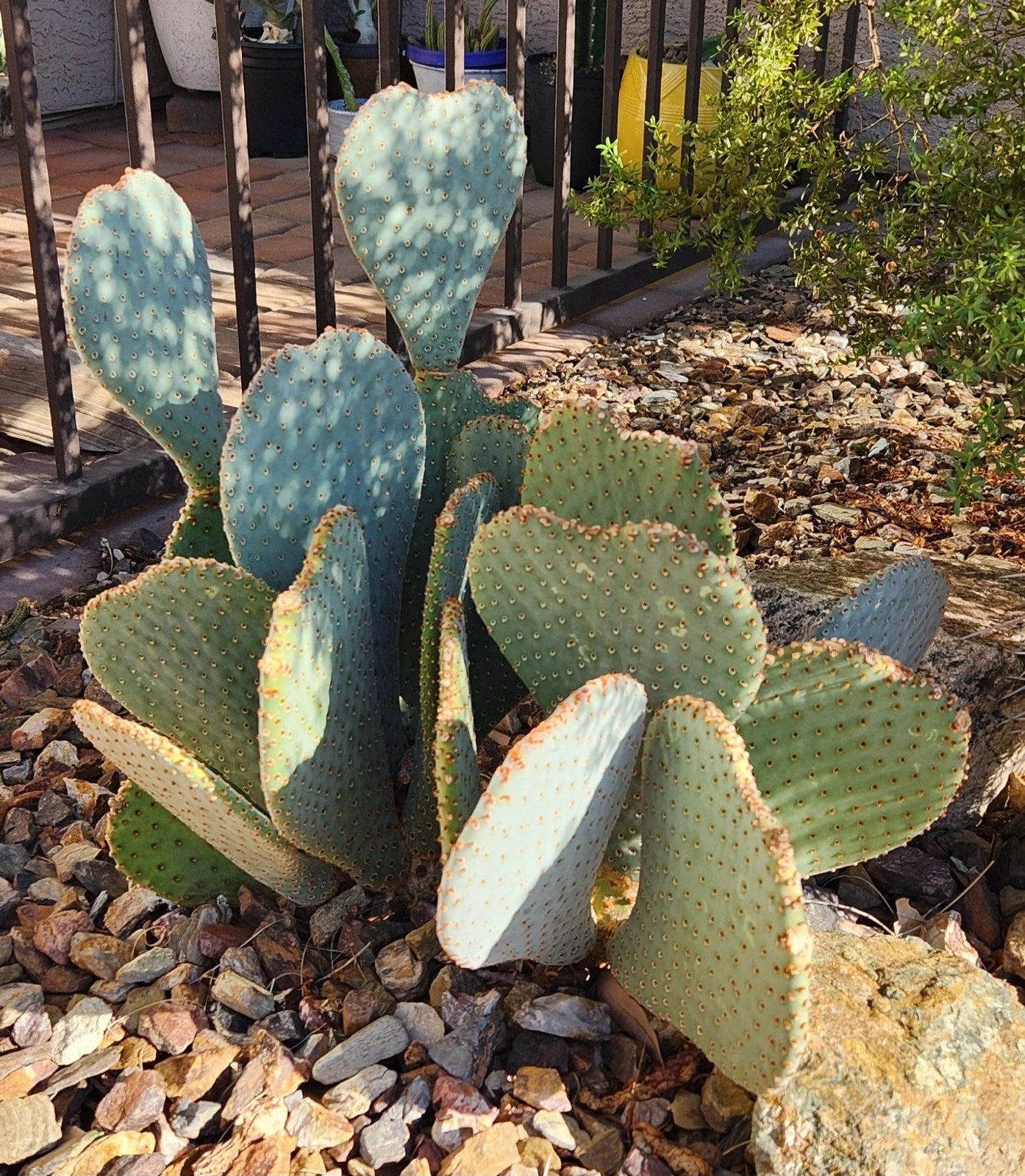 Beavertail Prickly Pear Cactus Pad Cutting - Opuntia Basilaris Live Succulent for Indoor Outdoor Gardening