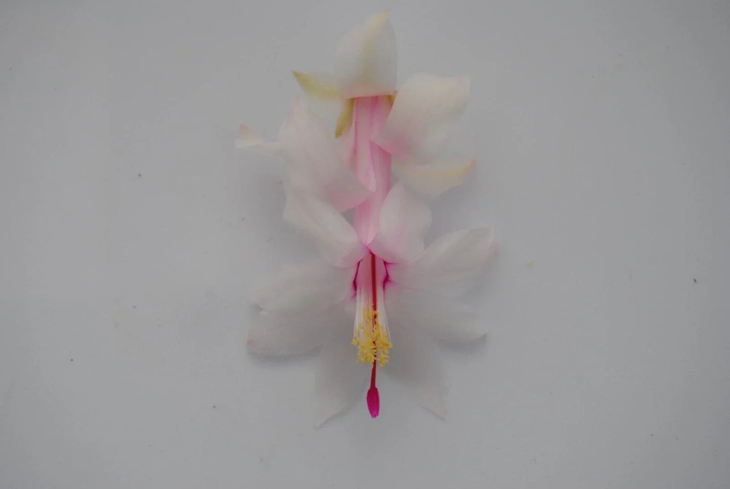 Christmas Cactus Starter Plant - White Modesto - Schlumbergera Truncata - Healthy Well-Rooted Small Plant