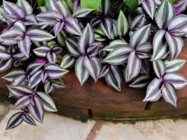 Tradescantia Zebrina Cuttings - 6 Unrooted Trailing Plant for Hanging Baskets - Spiderwort Propagation Material