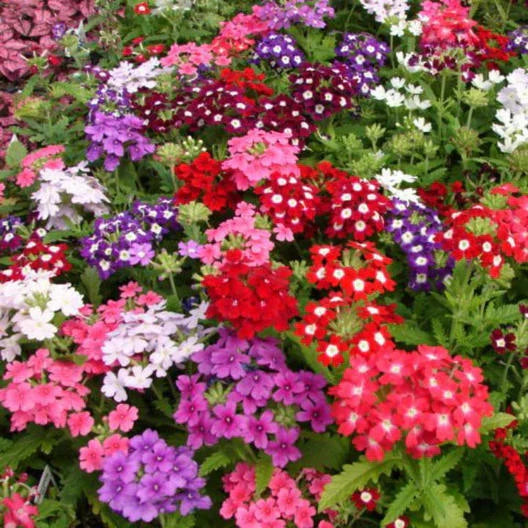 Verbena Seeds COMPACTA Mix - 200 Non-GMO Dwarf Groundcover Seeds