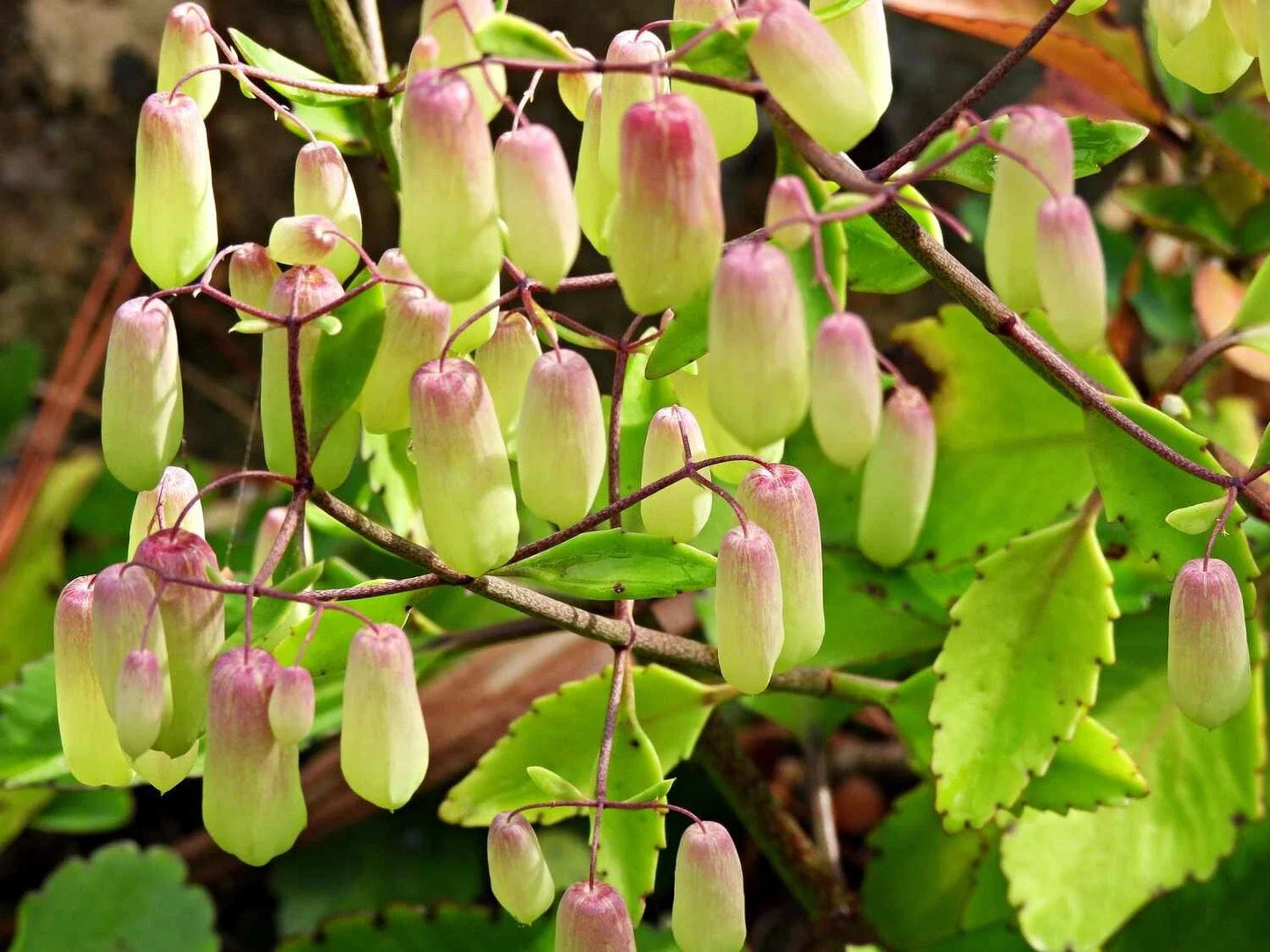 Kalanchoe Pinnata Live Rooted Plant - Leaf of Life Succulent Houseplant in 4-6 Inch Pot