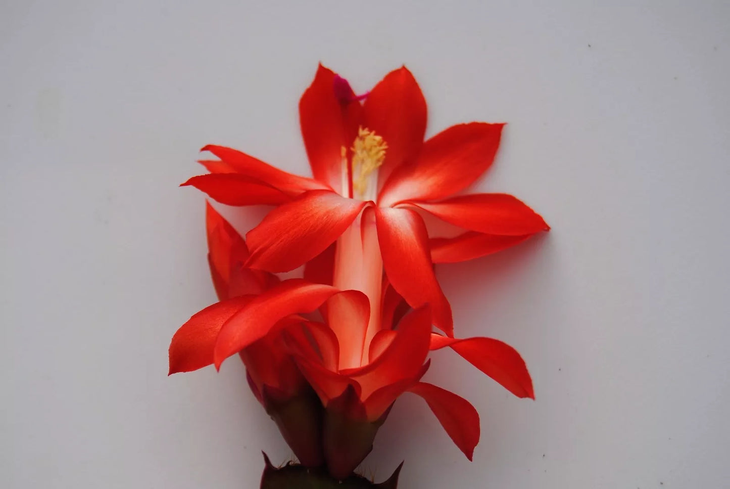 Christmas Cactus Starter Plant - Schlumbergera Truncata - Well-Rooted, Indoor Houseplant, Holiday Blooming, Easy Care