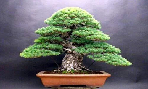 White Spruce Bonsai Seeds - 20+ Premium Picea glauca Seeds for Bonsai and Garden