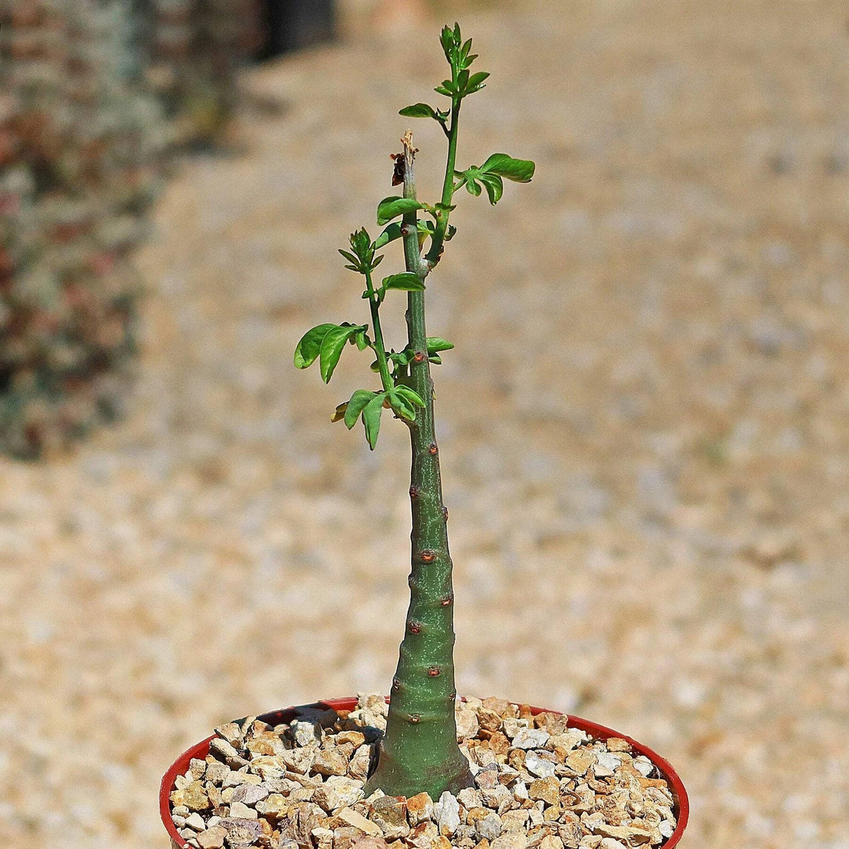 Adenia glauca Cactus Plant - Unique Live Succulent for Indoor & Outdoor Gardening