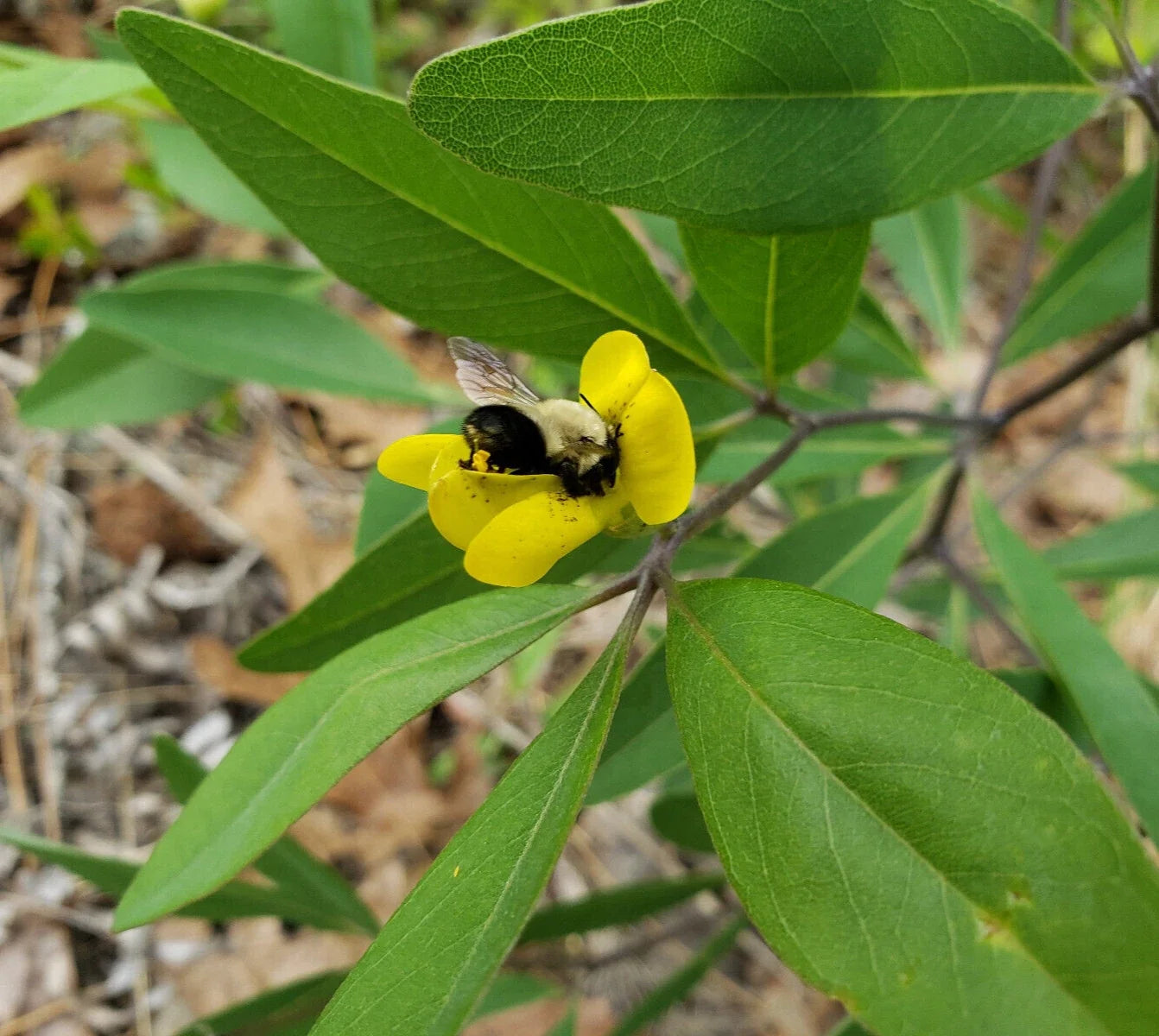 Gopherweed Seeds 25 Pack | Baptisia lanceolata | Florida Native Wildflower | Bee Attractor Pollinator Plant
