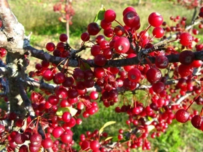 Roselow Crabapple Shrub 10-12ft with White Fragrant Flowers and Red Fruit, Malus, Wildlife Attracting, Self-Pollinating, Zones 4-9