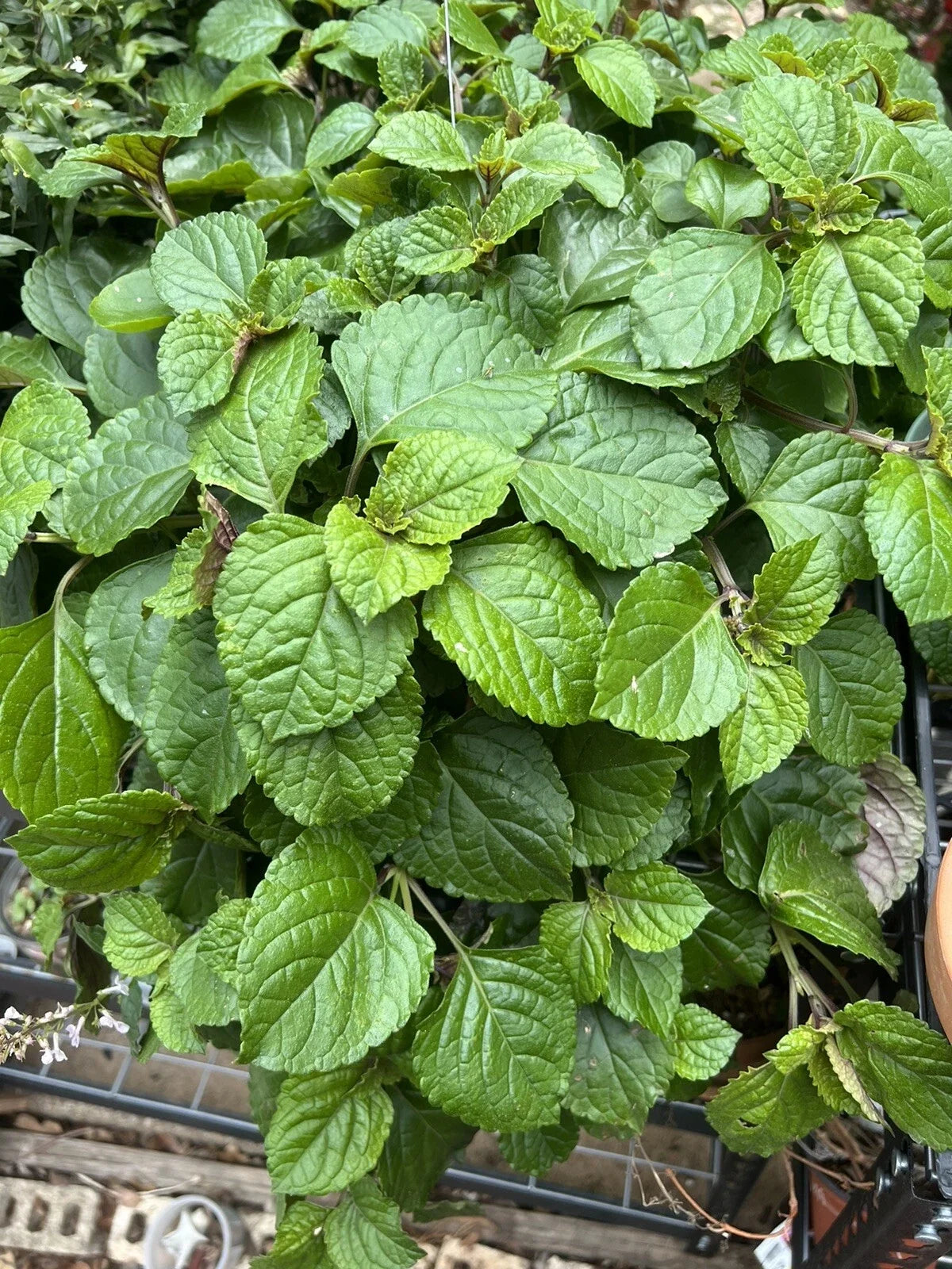 Swedish Ivy Cuttings - 5+ Live Creeping Charlie Plectranthus Australis Indoor Plant Propagation