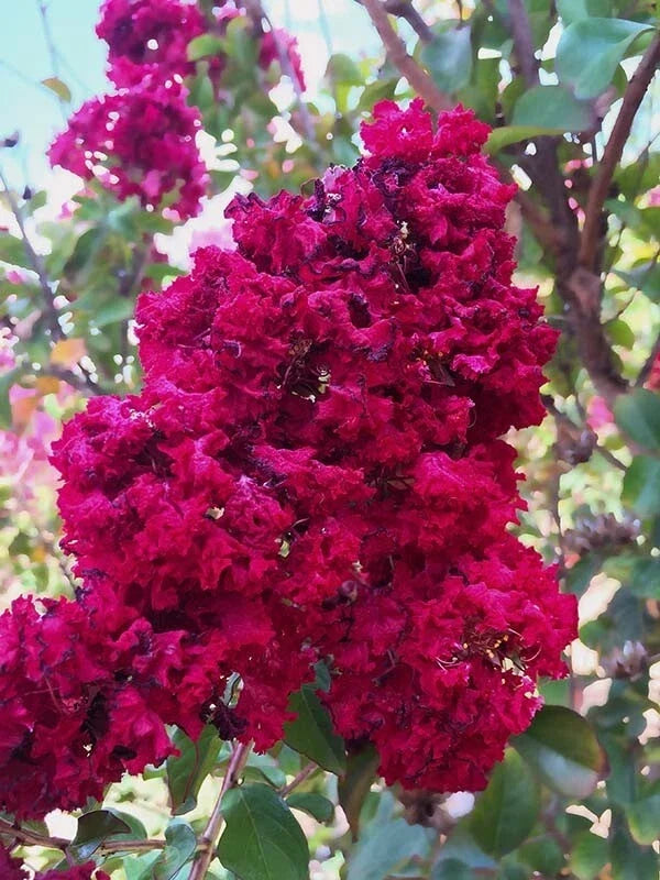 Dynamite Cape Myrtle Seeds - Lagerstroemia indica 'Dynamite' Perennial Flowering Tree, 20 Seeds, Vibrant Blooms, Drought Tolerant