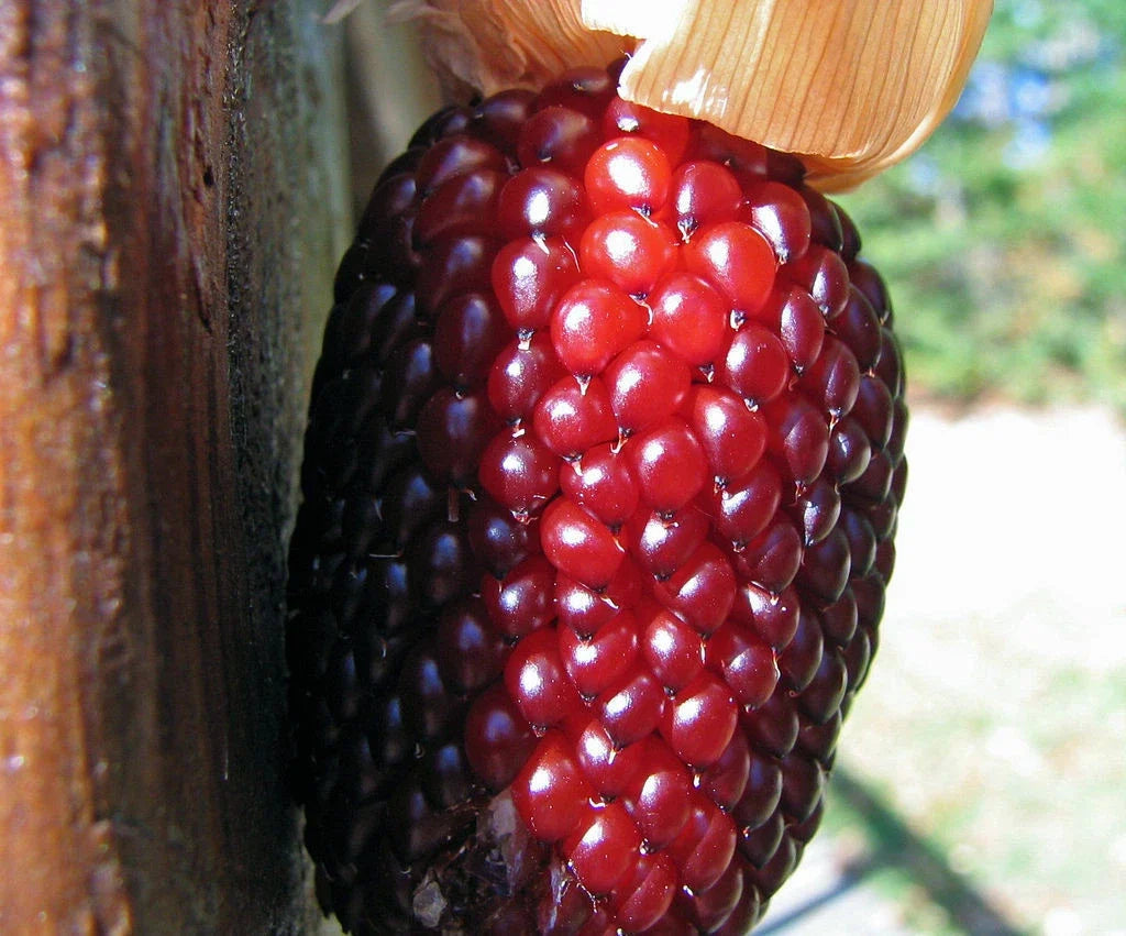 Strawberry Popcorn Seeds - Heirloom Zea mays Everta - Non-GMO Gourmet Corn for Popping & Garden Growth