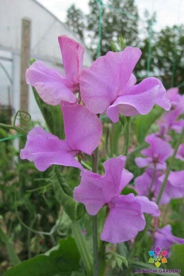 Marion Sweet Pea Seeds - 50+ Pack, Climbing Vine, Fragrant Pink Purple White Flowers, Lathyrus odoratus, Non-GMO, USA Grown