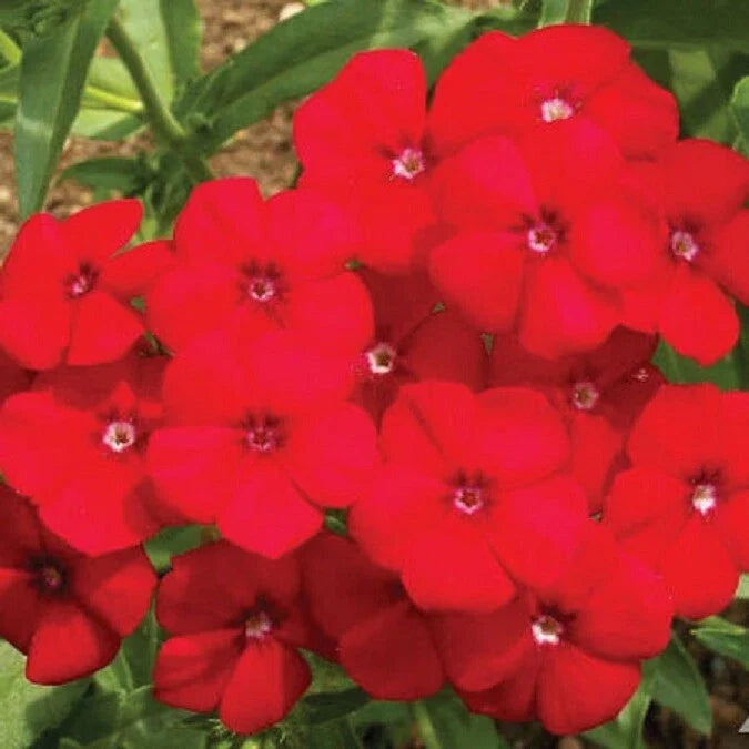 Red Phlox Seeds - 500 Non-GMO Heirloom Flower Seeds for Rock Gardens - Phlox drummondii