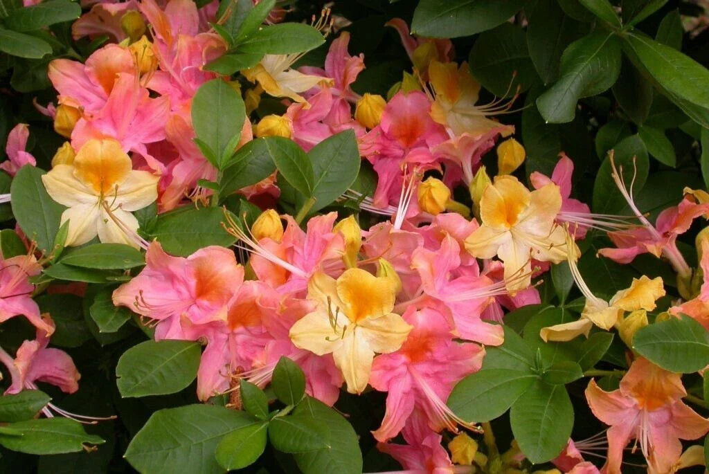 Pink and Yellow Azalea Plant - Rooted Rhododendron for Garden, Borders & Containers - Rhododendron spp.