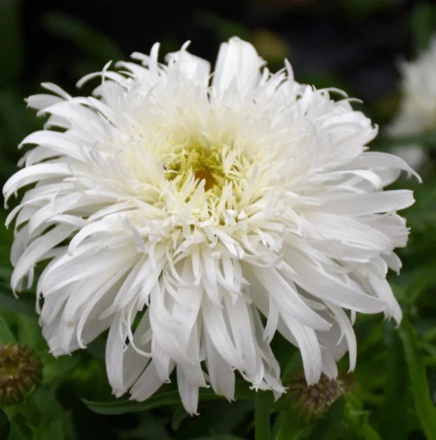 Daisy Marshmallow Seeds - Perennial Flower - Malva sylvestris - Vibrant Pink & White Blooms for Garden & Containers
