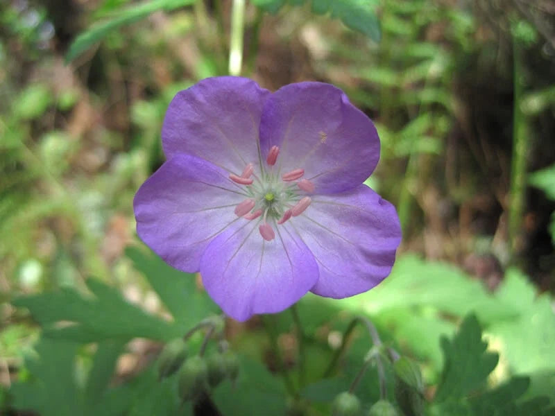 Wild Geranium Bare Root 15 Pack Geranium maculatum Native Perennial for Gardens and Landscaping