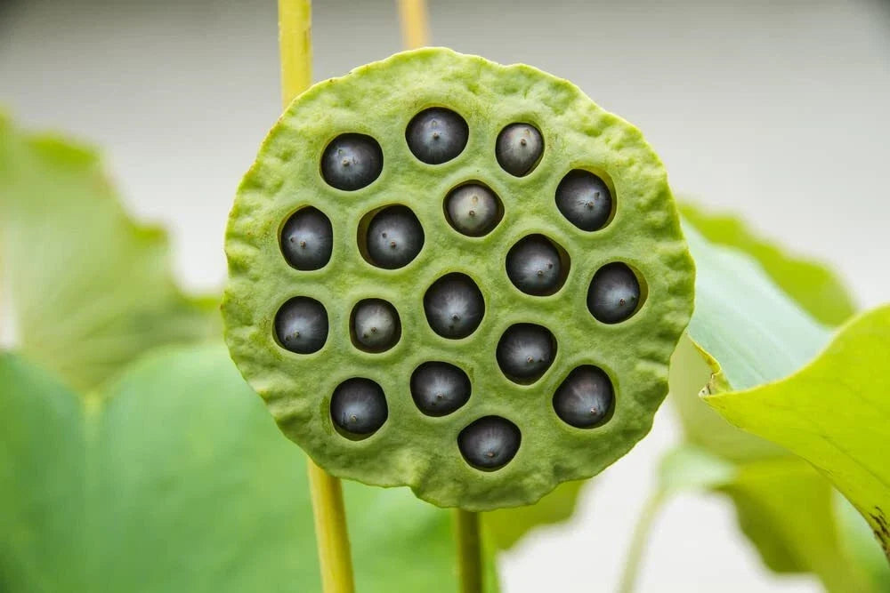 Lotus Seeds for Planting - 10 Pack - Aquatic Flowering Nelumbo nucifera for Ponds & Water Gardens