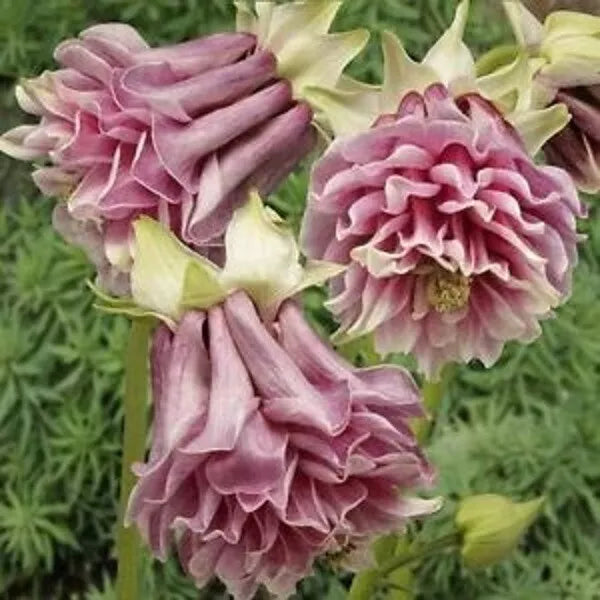 Double Rose Columbine Seeds - 50 Perennial Flower Seeds - Aquilegia vulgaris - Easy to Grow, Butterfly & Bee Attractant