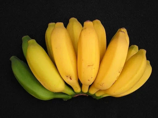 Pisang Ceylon Banana Tree Small Rooted Starter Plant Musa Acuminata for Indoor and Outdoor Growing