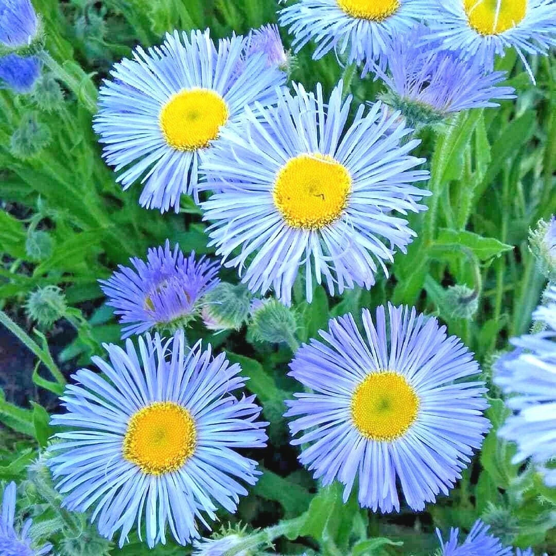 Blue Fleabane Seeds - 500 Aspen Daisy Native Wildflower for Containers, Drought & Cold Tolerant, Erigeron flagellaris
