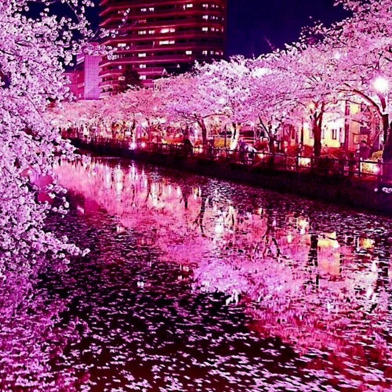 Japanese Sakura Cherry Blossom Tree Seeds Prunus sargentii for Garden Landscaping, Pink Flowers, Hardy Deciduous Tree