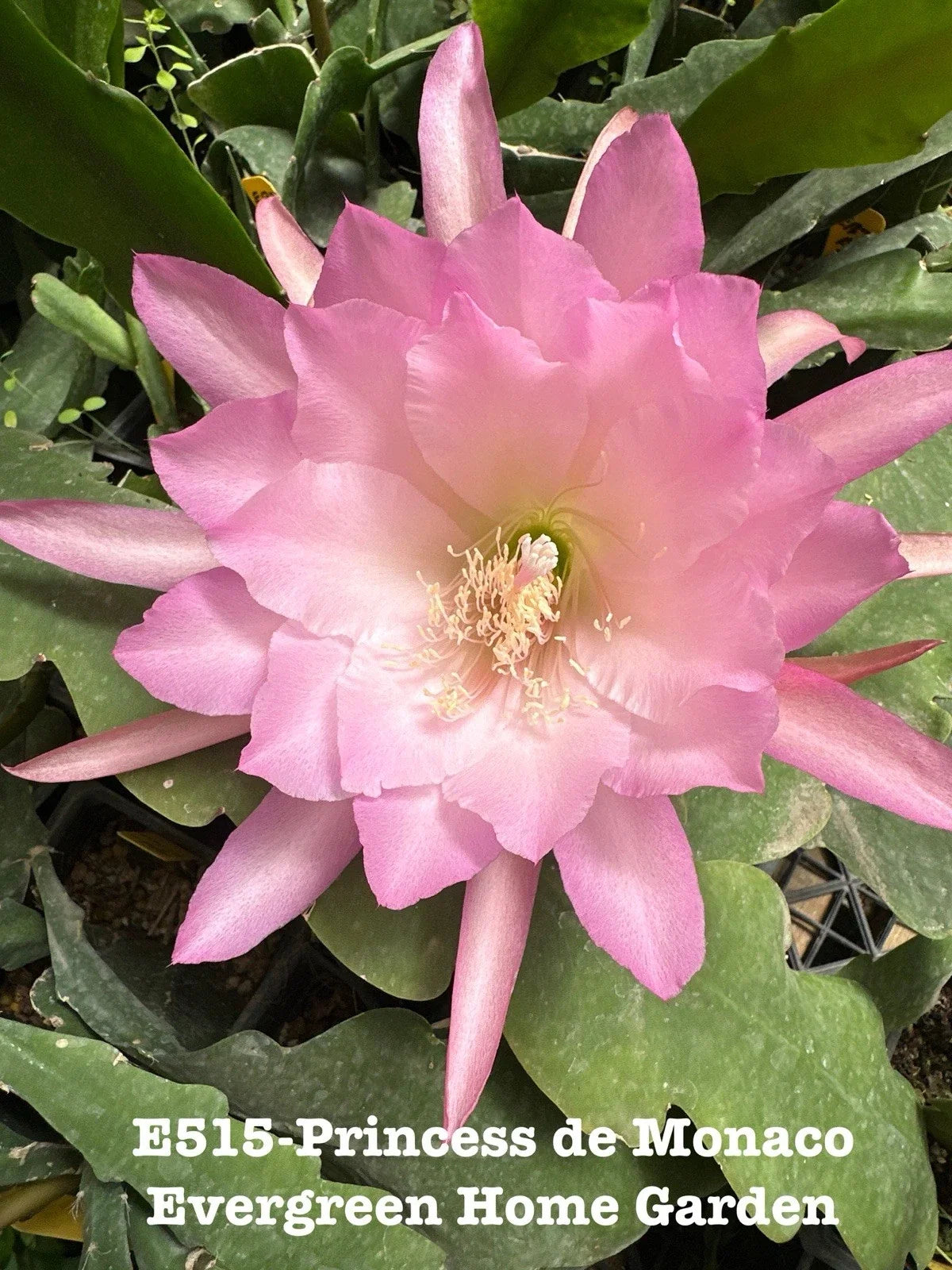 Epiphyllum Orchid Cactus Plant 4" Starter Pot Princess De Monaco, Indoor Houseplant, Tropical Garden
