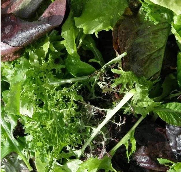 Gourmet Salad Blend Lettuce Seeds - Red & Green Mix - Non-GMO, Cool Season - Lactuca sativa - 500 Seeds