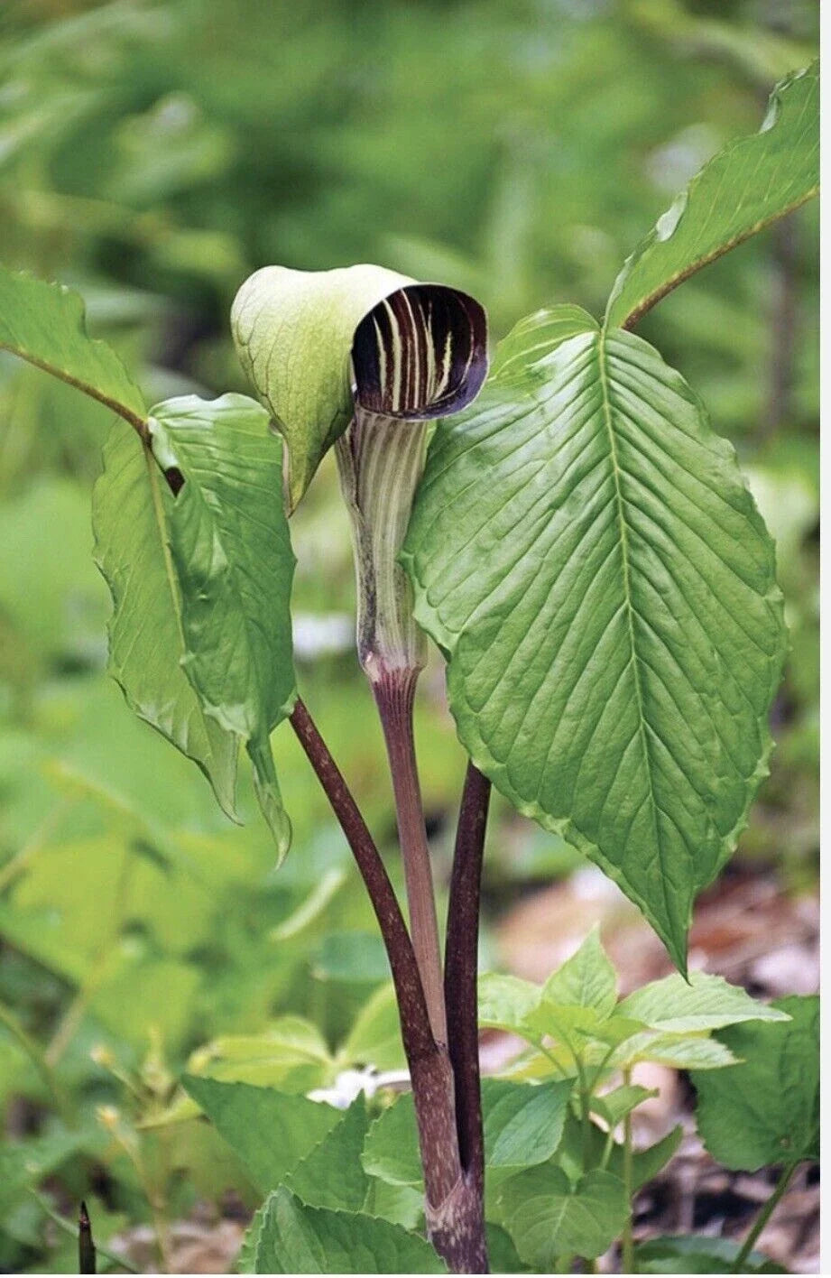 Jack-In-The-Pulpit Bulbs - 3 Bareroot Rhizomes - Native Wildflower - Arisaema triphyllum - Woodland Garden Plant