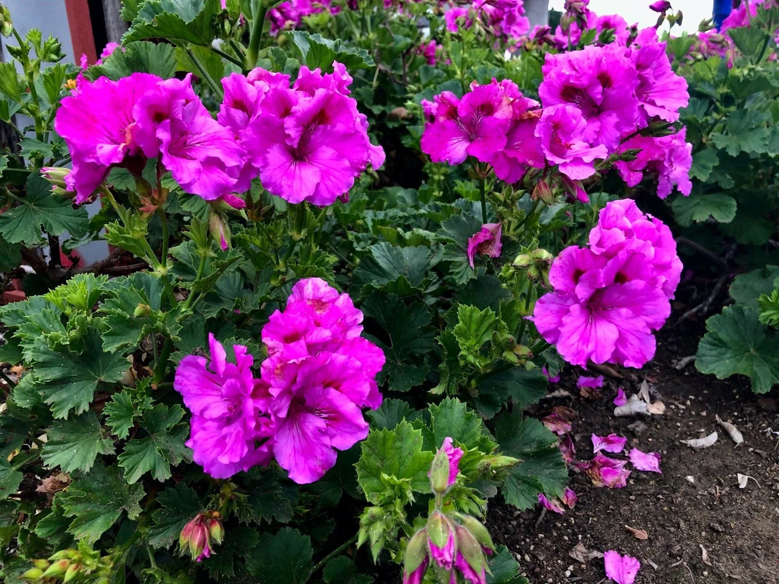 Purple Pelargonium Fancy Regal Geranium Cuttings – Live Plant, 3 Pack, Vibrant Purple Blooms, Indoor & Outdoor Gardening, Pelargonium x hortorum