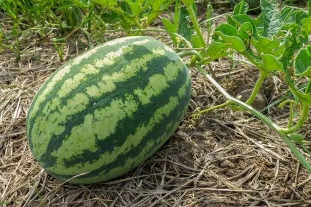 Large Non-GMO Sweet Watermelon Seeds - Heirloom Citrullus lanatus