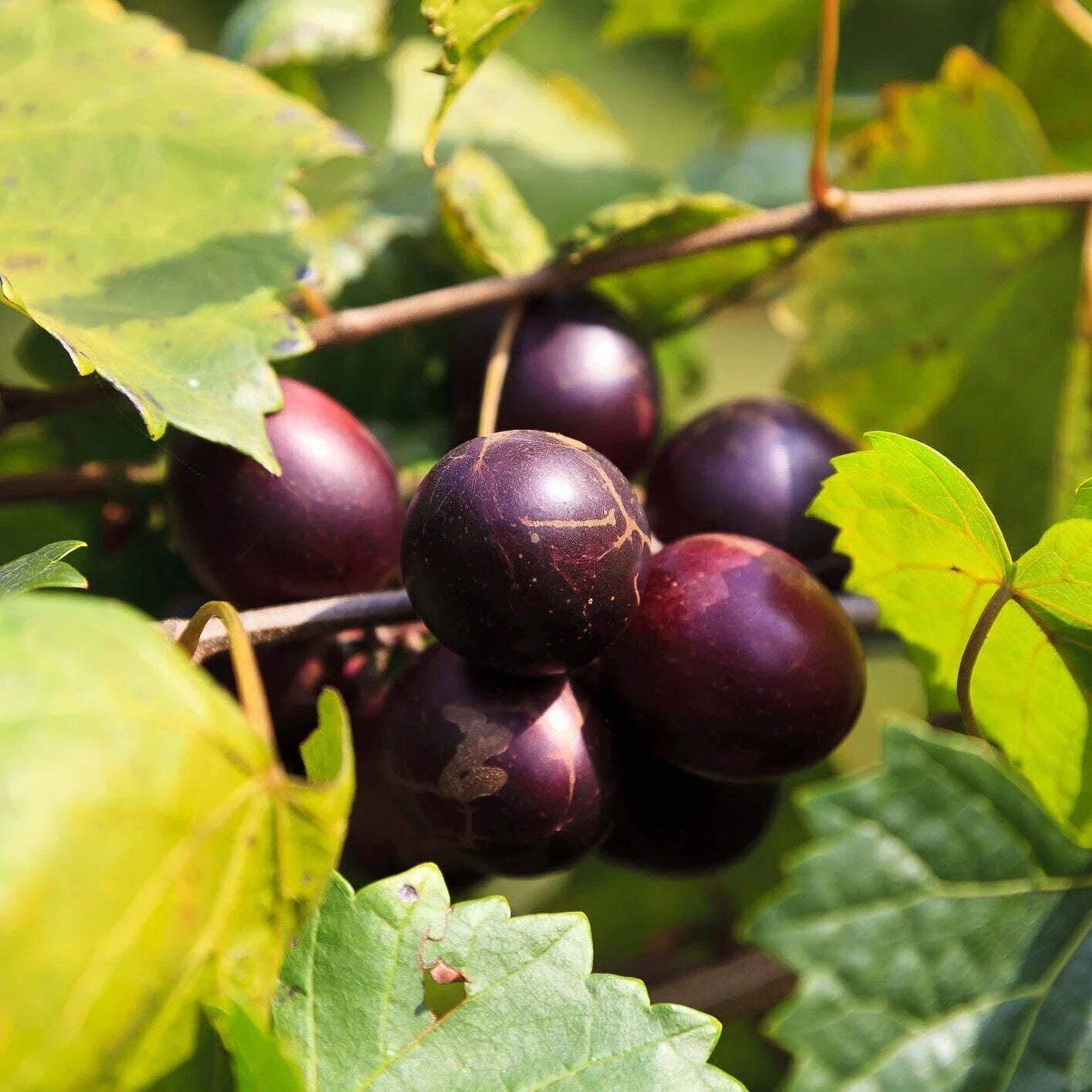 Muscadine Grape Vine Live Plant - Delicious Variety Vitis rotundifolia