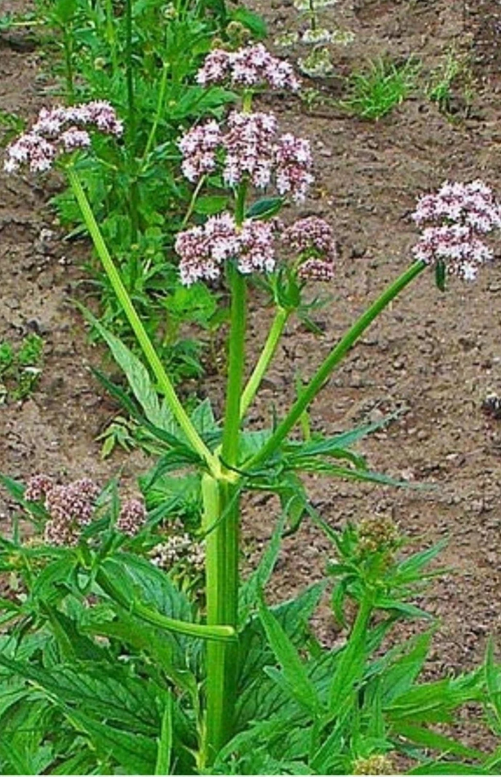 Valerian Seeds - 50 Heirloom Perennial Herb - Valeriana Officinalis - Hardy Garden Plant for Herbal Remedies