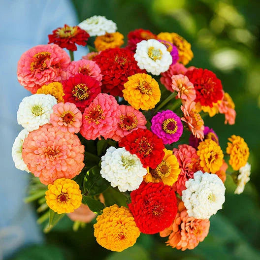 Zinnia Seeds 200 Count Pumila Mix - Cut and Come Again for Butterflies & Hummingbirds