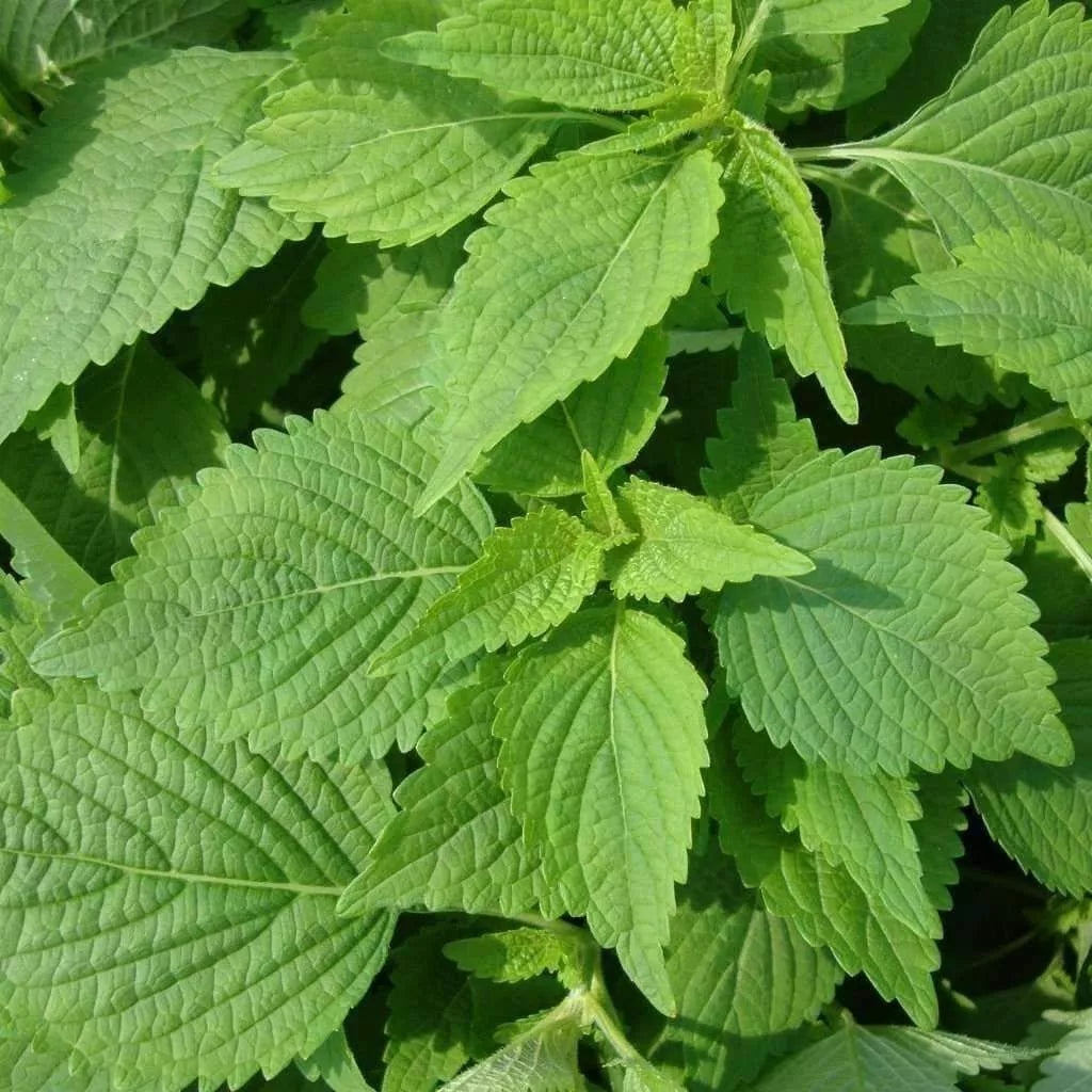 Green Shiso Seeds 50+ Perilla frutescens Annual Asian Mint Culinary Herb for Gardens and Containers