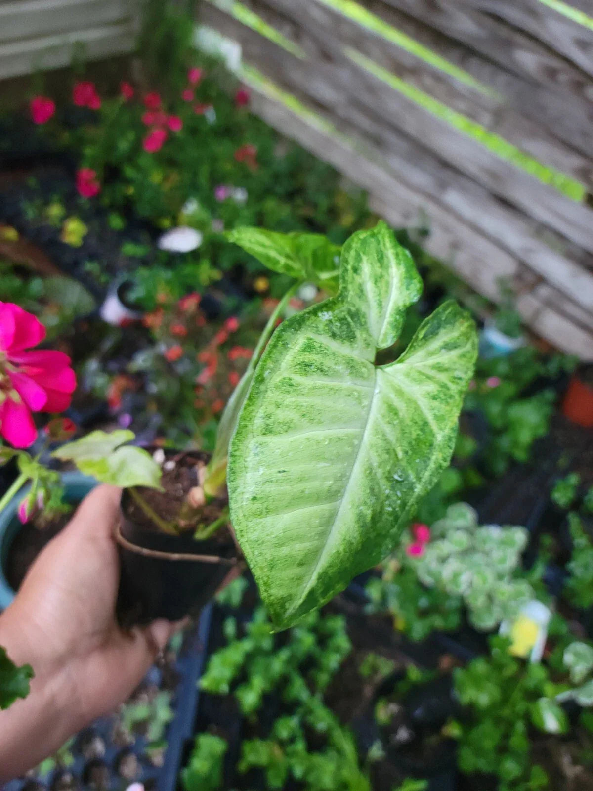 White Butterfly Plant - Syngonium Podophyllum - 2.5" Pot - Indoor Houseplant - Low Light Tolerant